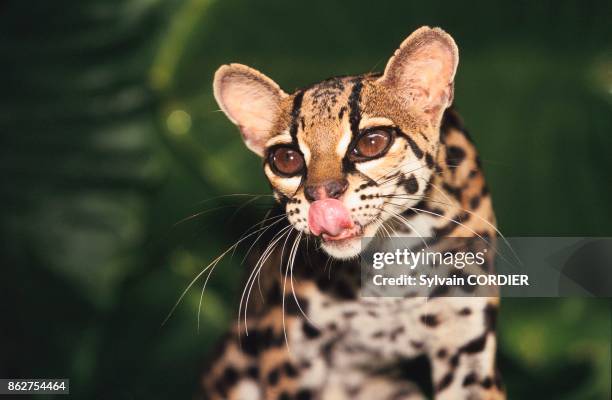 Chat Margay se lechant les babines.