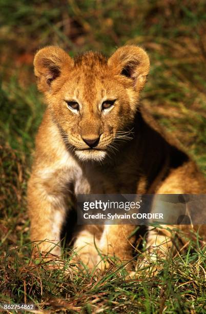Jeune Lionceau au Kenya.