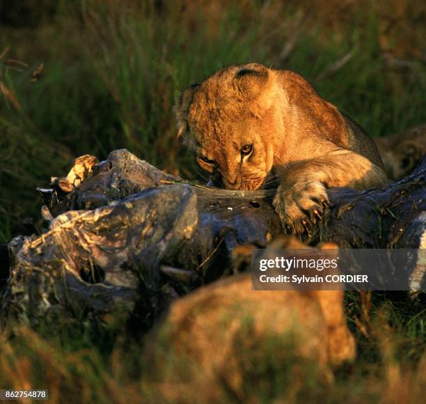 Jeune Lionceau mangeant un hippopotame au Kenya.