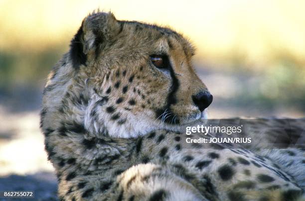 Guepard dans le Parc d'Etosha, Namibie.