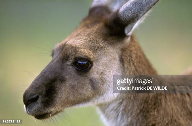 Kangourou gris occidental , Australie.