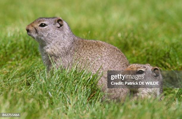 Uinta Ground Squirrel dans le Parc National du Yellowstone, Wyoming, Etats unis.