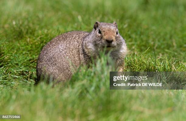 Uinta Ground Squirrel dans le Parc National du Yellowstone, Wyoming, Etats unis.