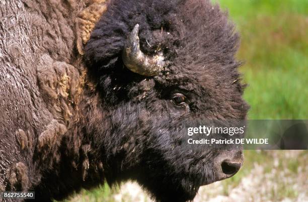 Bison americain dans le Parc National de Yellowstone, Wyoming, Etats Unis.