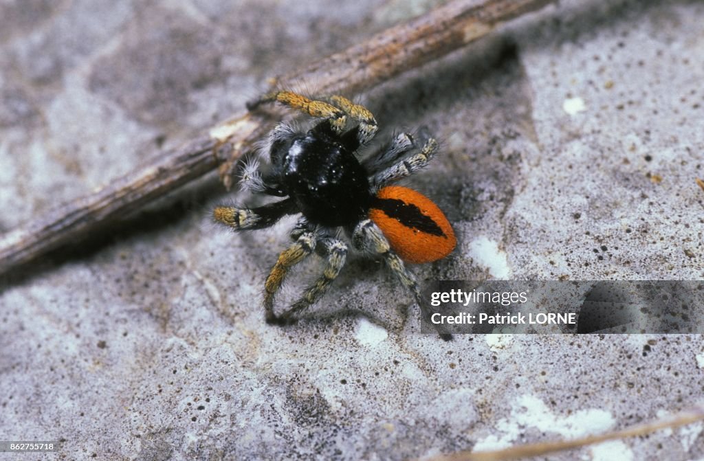 Saltique De Sloane (Philaeus chrysops)