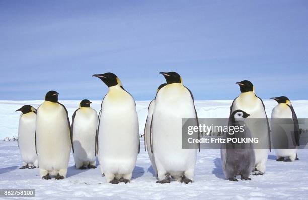 Manchot empereur sur le Glacier Dawson-Lambton, Mer de Weddell, Antarctique.