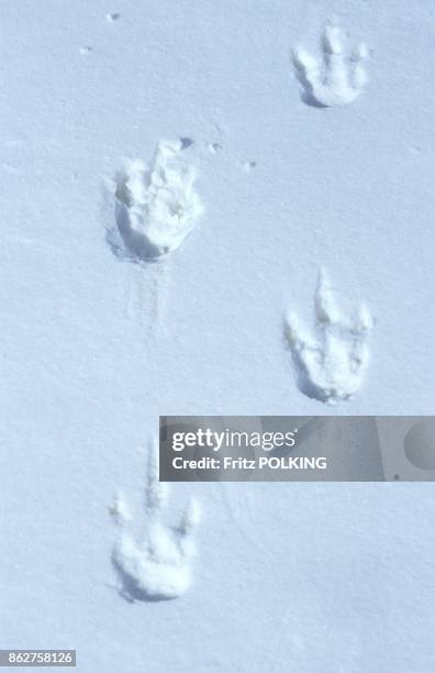 Traces de pattes de manchot empereur sur le Glacier Dawson-Lambton, Mer de Weddell, Antarctique.