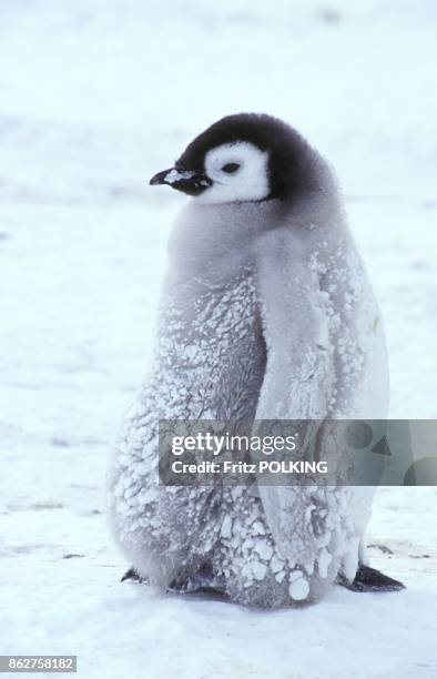 Manchot empereur sur le Glacier Dawson-Lambton, Mer de Weddell, Antarctique.