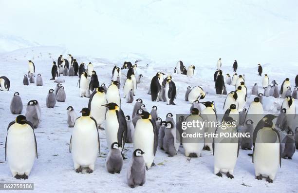 Manchots empereur sur le Glacier Dawson-Lambton, Mer de Weddell, Antarctique.