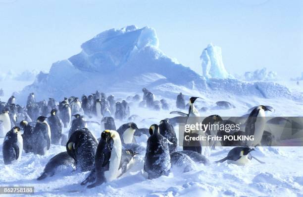 Manchots empereur sur le Glacier Dawson-Lambton, Mer de Weddell, Antarctique.