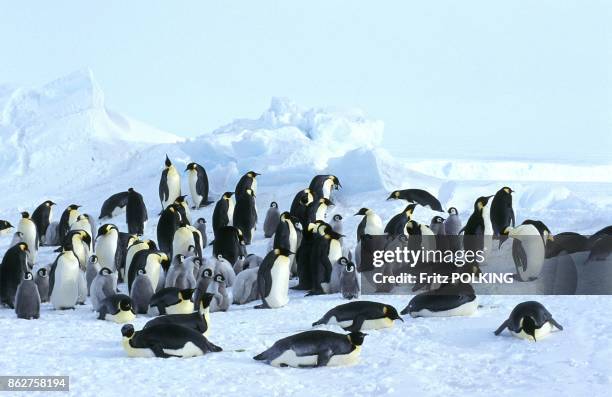 Manchot empereur sur le Glacier Dawson-Lambton, Mer de Weddell, Antarctique.