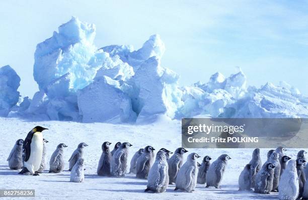 Manchots empereur sur le Glacier Dawson-Lambton, Mer de Weddell, Antarctique.