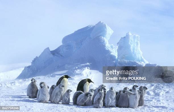 Manchots empereur sur le Glacier Dawson-Lambton, Mer de Weddell, Antarctique.