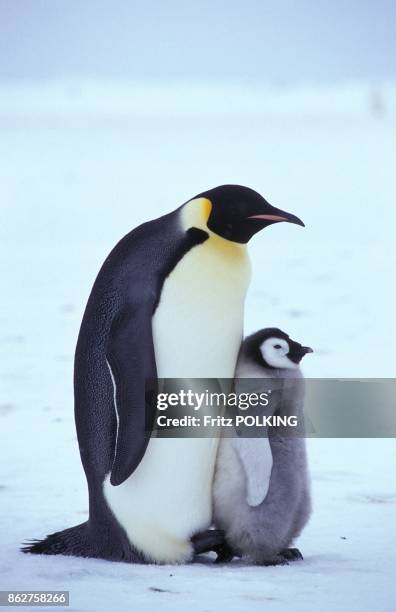 Manchots empereur sur le Glacier Dawson-Lambton, Mer de Weddell, Antarctique.