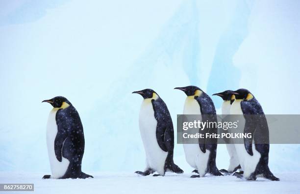 Manchots empereur sur le Glacier Dawson-Lambton, Mer de Weddell, Antarctique.