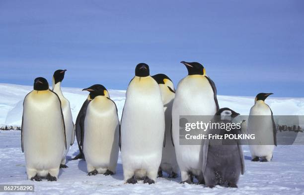 Manchots empereur sur le Glacier Dawson-Lambton, Mer de Weddell, Antarctique.