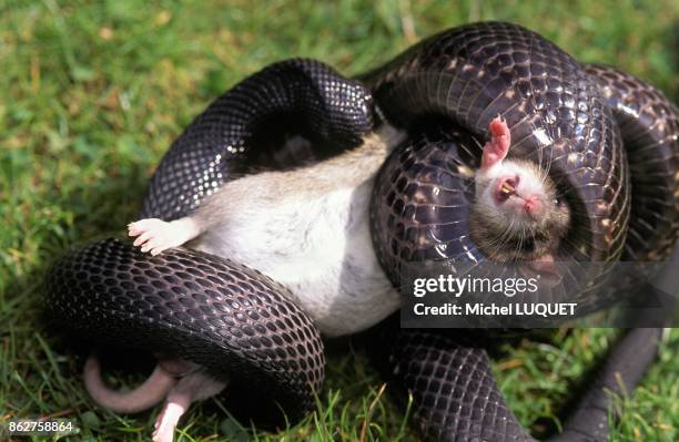 917 Snake Eating Stock Photos, High-Res Pictures, and Images - Getty Images