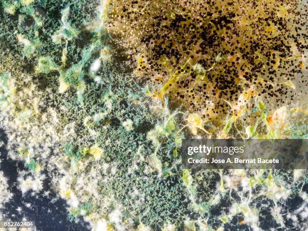 seeds germinating in condition of decomposition with fungi in a plate of gel ms with antibiotics. petri dish with arabidopsis mutant seedlings. spain - aspergillus stockfoto's en -beelden