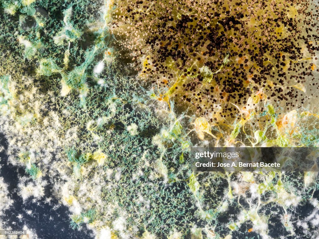 Seeds germinating in condition of decomposition with fungi in a plate of gel MS with antibiotics. Petri dish with Arabidopsis mutant seedlings. Spain