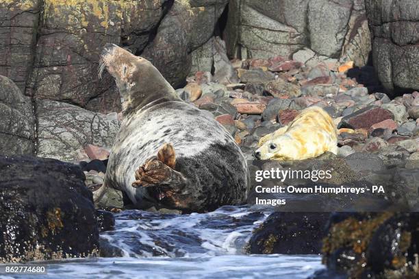 The first seal pups of the year are spotted by National Trust rangers on the Farne Islands off the Northumberland Coast.