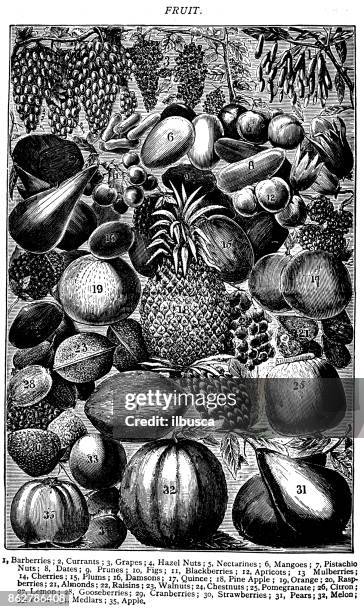 ilustraciones, imágenes clip art, dibujos animados e iconos de stock de antiguas recetas del libro ilustración de grabado: fruta - ciruela pasa