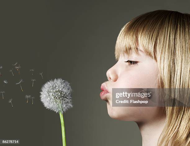 portrait of boy blowing a dandelion head - dandelion blowing stock pictures, royalty-free photos & images