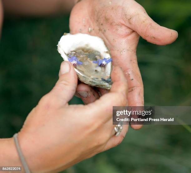 Sarah Wineburg garnishes an opened oyster before eating it along the banks of the Damariscotta River in Damariscotta on Thursday, June 29, 2017.