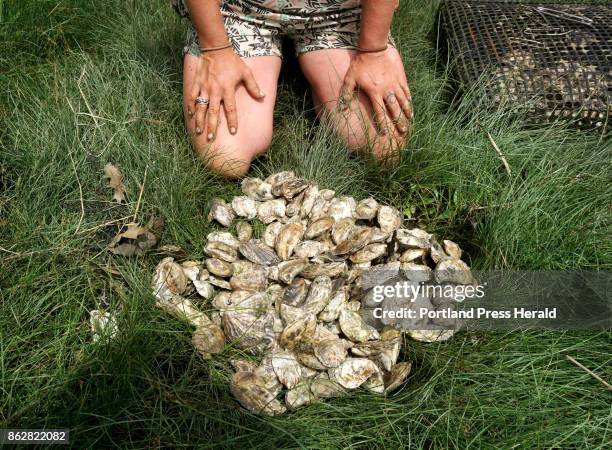 Sarah Wineburg pauses before starting to count oysters and check to see if any have died in grass along the banks of the Damariscotta River in...