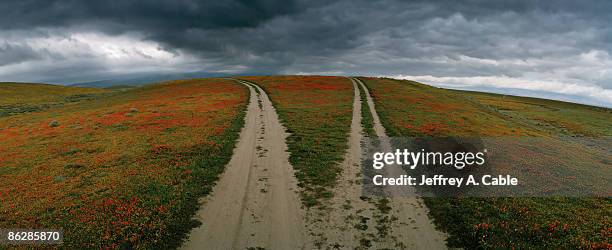 dirt roads through field , antelope valley poppy preserve , california - antelope valley poppy reserve stock pictures, royalty-free photos & images