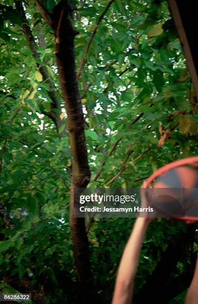 person dunking basketball in hoop - jessamyn harris stock pictures, royalty-free photos & images