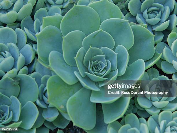 echeveria - glaucos stock pictures, royalty-free photos & images