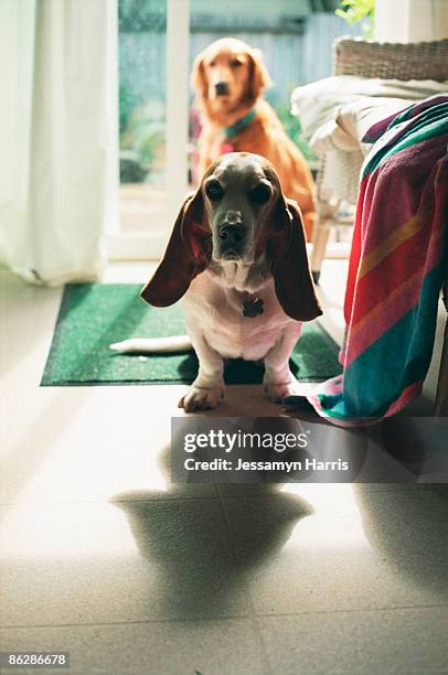 dogs - jessamyn harris stock pictures, royalty-free photos & images