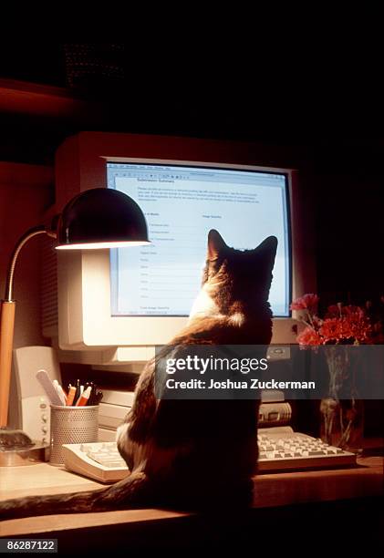 Cat Computer Monitor Cat In Front Of Computer Photos and Premium High Res Pictures - Getty ...