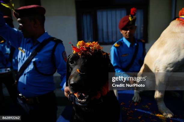 Nepal police officer worship police dogs applying vermillion power and flower during the Kukur Tihar or Dog worship day on the second day of Tihar...