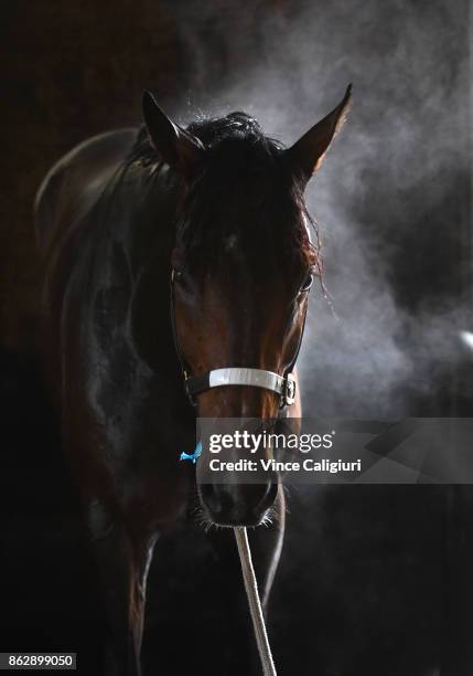 Lord Fandango is washed down after a trackwork session at Ballarat Turf Club on October 19, 2017 in Ballarat, Australia. Archie Alexander trained...