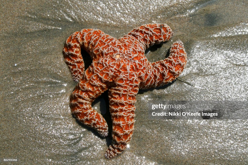 Starfish on the Sand