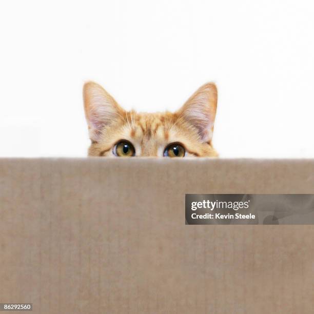 orange cat peeping out from cardboard box - regarder à la dérobée photos et images de collection