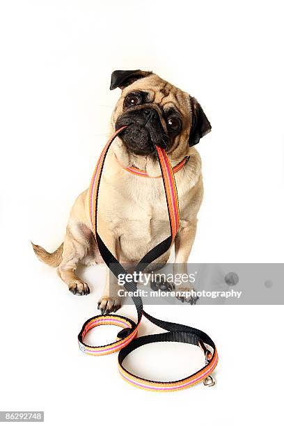 impatient pug - dog leash stock pictures, royalty-free photos & images