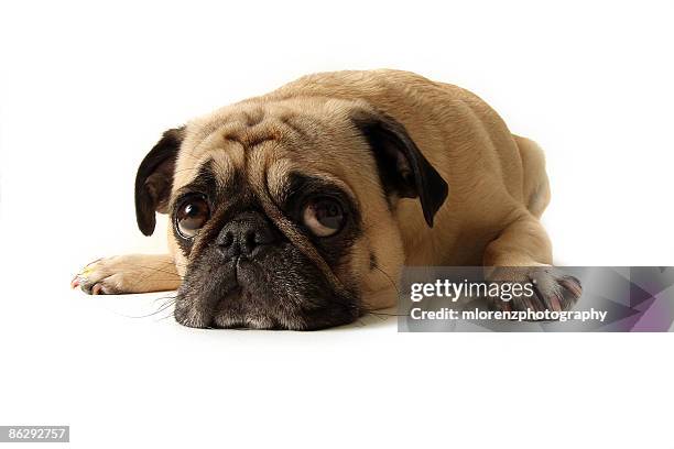 sad dog - sad pug stock pictures, royalty-free photos & images