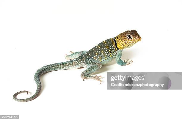 collared lizard - lizard stock-fotos und bilder