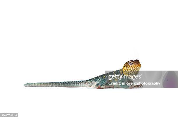 curious lizard - lizard stock pictures, royalty-free photos & images