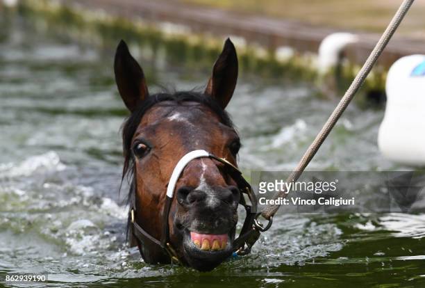 Lord Fandango is taken for a swim after a trackwork session at Ballarat Turf Club on October 19, 2017 in Ballarat, Australia. Archie Alexander...