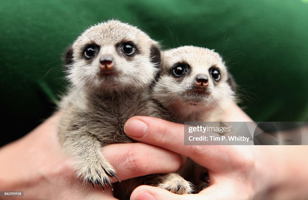 Hand Reared Senior Keeper Suzi Hyde poses with a pair of hand reared baby... News ...