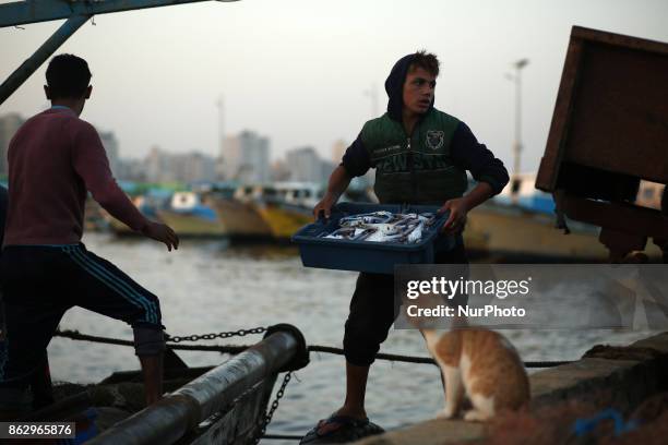 Palestinian fishermen prepare fish for sale after a night long fishing trip, in Gaza seaport , on October 19, 2017. Fishermen in Gaza can now sail...