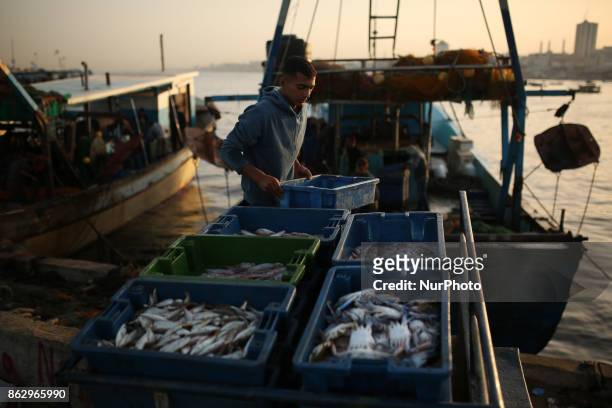 Palestinian fishermen prepare fish for sale after a night long fishing trip, in Gaza seaport , on October 19, 2017. Fishermen in Gaza can now sail...