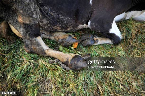 Injured leg of a cow before worshiping a cow during Cow Festival as the procession of Tihar or Deepawali and Diwali celebrations at Kathmandu, Nepal...