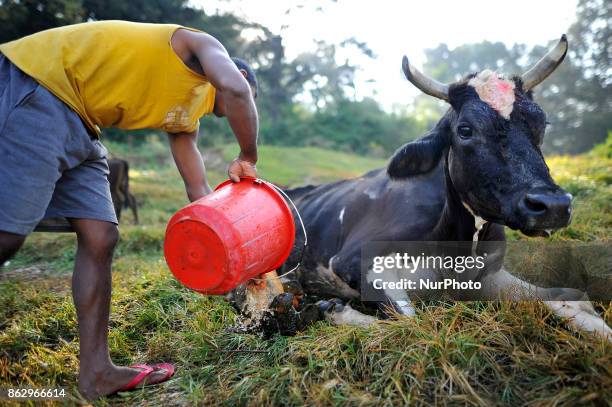 Man cleans the injured leg of a cow before worshiping a cow during Cow Festival as the procession of Tihar or Deepawali and Diwali celebrations at...