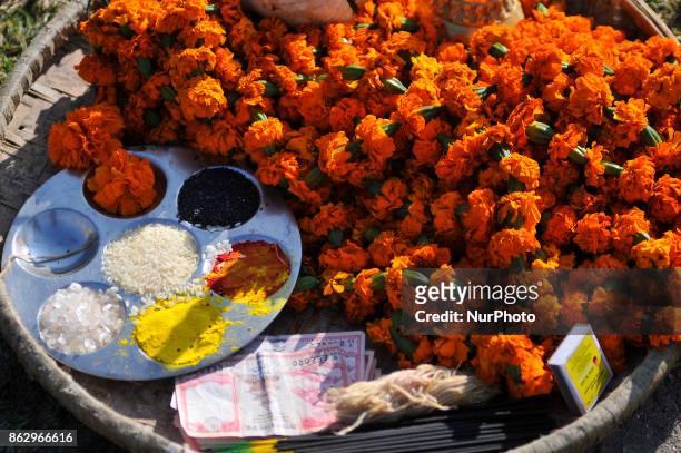 The offerings to offer a cow during Cow Festival as the procession of Tihar or Deepawali and Diwali celebrations at Kathmandu, Nepal on Thursday,...