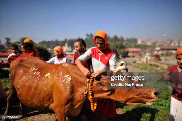 Young Nepalese hindu priests offering marigold flower towards a cow during Cow Festival as the procession of Tihar or Deepawali and Diwali...