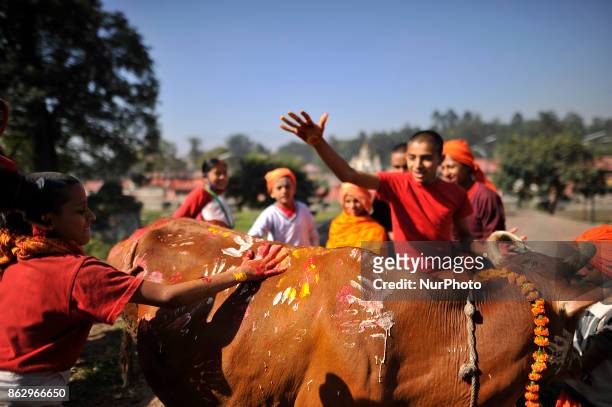 Young Nepalese hindu priests worshiping a cow during Cow Festival as the procession of Tihar or Deepawali and Diwali celebrations at Kathmandu, Nepal...